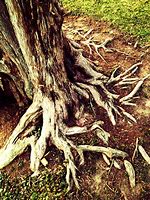 Image result for Cedar Tree Roots