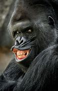 Image result for Gorilla Funny Face