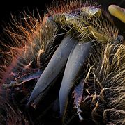 Image result for Honey Bee Mouth