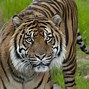 Image result for Melbourne Zoo Tiger