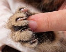 Image result for Cat Nail Scratch