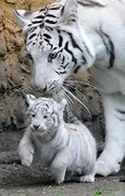 Image result for Cute Baby Tiger