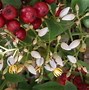 Image result for Nandina Bamboo