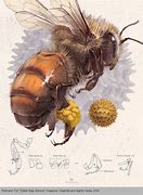 Image result for Vintage Bee Drawing