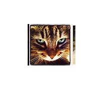 Image result for Modern Cat Paintings