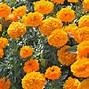 Image result for Annual Plant