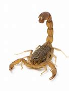 Image result for Free Scorpion Images