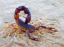 Image result for Most Dangerous Scorpion On Earth