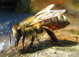 Image result for Baby Bee
