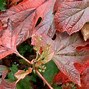 Image result for Plante Feuille Rouge