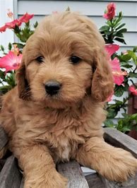 Image result for Goldendoodle Puppies for Sale
