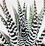 Image result for Zebra Plant