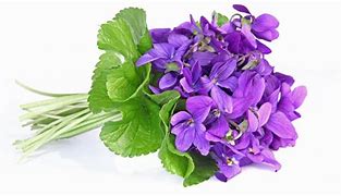 Résultat d’images pour violettes fleurs