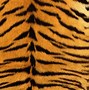 Image result for Simple Background Tiger Designs