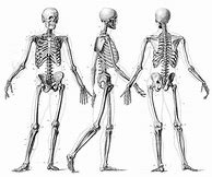 Image result for Anatomical Skeleton Drawing