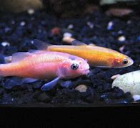Image result for minnows