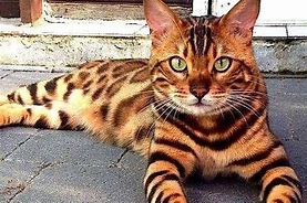 Image result for Bengal Cat Hypoallergenic