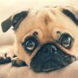 Image result for Pug Memes Funny Clean