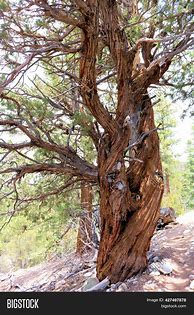 Image result for Old Cedar Tree