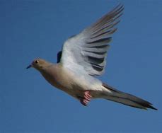 Image result for Public Domain Picture of a Mourning Dove Flying