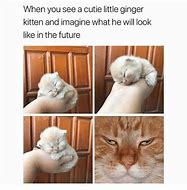 Image result for Cute Memes to Brighten Your Day