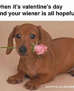 Image result for Funny Animals Happy Valentine's Day