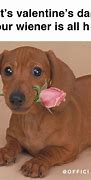 Image result for Funny Animal Valentine's Day