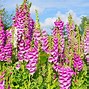 Image result for Names of Perennial Flowers Pink