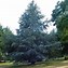 Image result for Tree Species in the Cedar Family