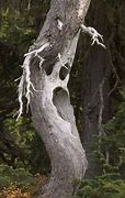 Image result for Strange Trees