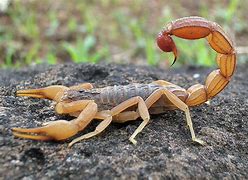 Image result for Most Dangerous Scorpion