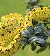 Image result for Colorful Snakes