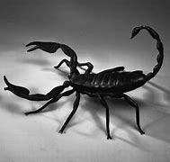 Image result for 4K Black Background Spider Scorpion