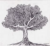 Image result for Tree Sketch