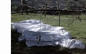 Image result for Covered Dead Bodies