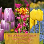 Image result for Flower Messages for Brightening Your Day
