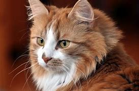 Image result for Awesome Cat Wallpapers