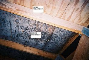 Image result for Is Attic Mold Dangerous