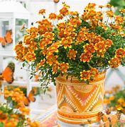 Image result for Bidens Yellow Charm
