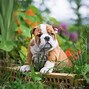 Image result for Cute English Bulldog Puppy