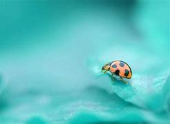 Image result for Poisonous Ladybug