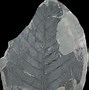Image result for Vegetation Fossils