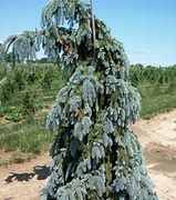 Image result for The Blues Weeping Colorado Spruce 3 Container
