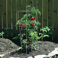 Image result for Tomato Plant Wire Cage