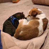 Image result for Funny Cats and Dogs Together