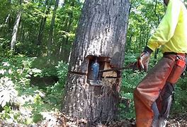 Image result for Felling Back Leaning Tree