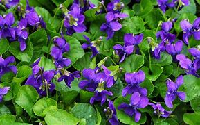 Image result for Wild Purple Violet