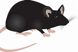 Image result for Research Mouse Cartoon