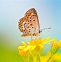 Image result for Flowers with Butterflies On Them