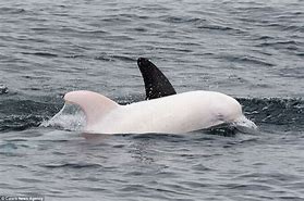 Image result for Albino Dolphin
